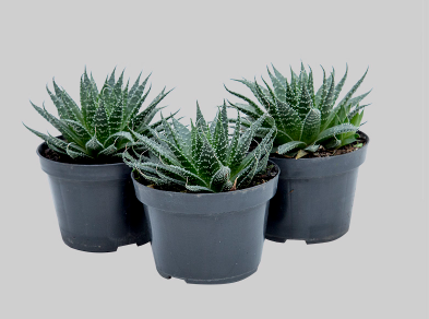 ALOE ARISTATA P11