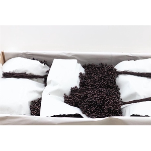 Schinus M Pt Black Bunch