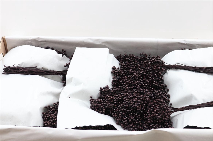 Schinus M Pt Black Bunch