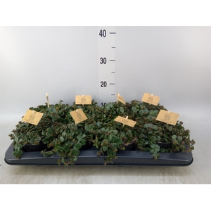 Sedum makinoi 'Tornado'