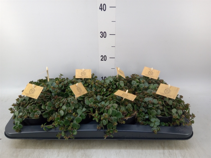 <h4>Sedum makinoi 'Tornado'</h4>