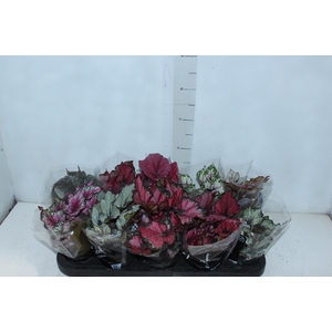 BEGONIA BELEAF P11 PO