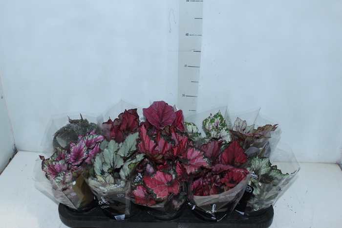 <h4>BEGONIA BELEAF P11 PO</h4>