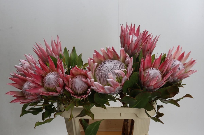Protea Cynaroides