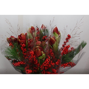 Hipp Mono Kief-ilex Rood