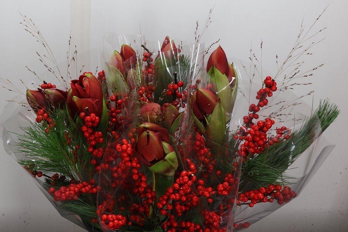 <h4>Hipp Mono Kief-ilex Rood</h4>