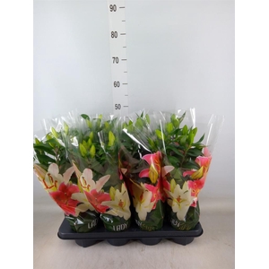 Lilium ori.   ...mix