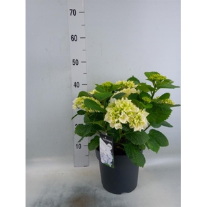 Hydrangea mac. 'Crystal Palace'