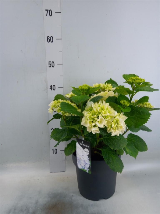 <h4>Hydrangea mac. 'Crystal Palace'</h4>