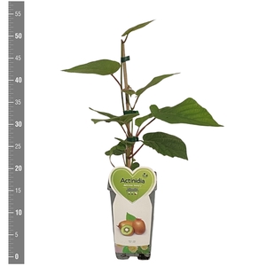 Kleinfruit Actinidia deliciosa Jenny 2 liter (kiwi)