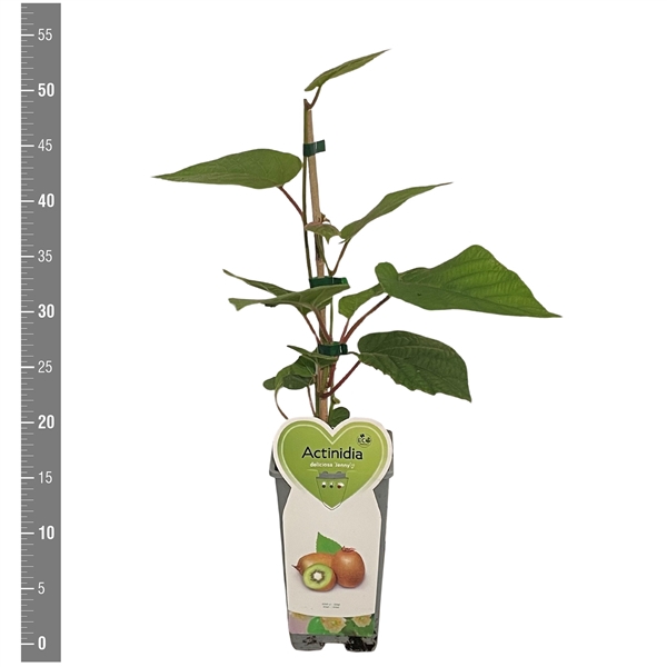 <h4>Kleinfruit Actinidia deliciosa Jenny 2 liter (kiwi)</h4>