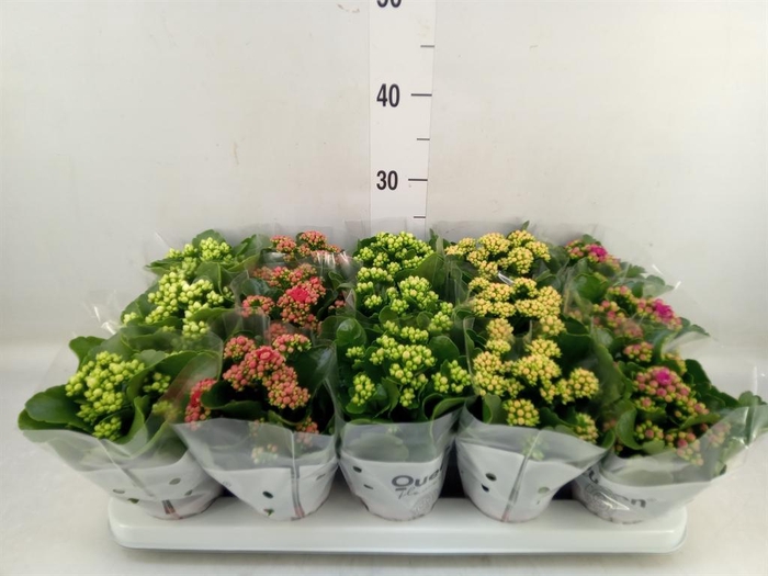 <h4>Kalanchoe blos. ..rosebud mix 5</h4>