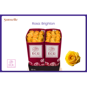 R GR BRIGHTON