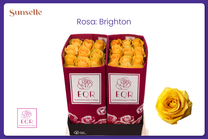 <h4>R GR BRIGHTON</h4>