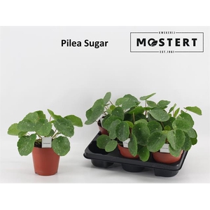 Pilea peperomoides 13Ø 20cm