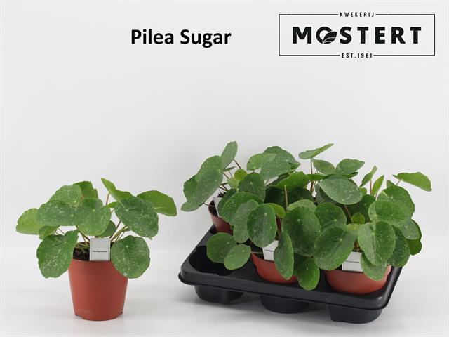 Pilea peperomoides 13Ø 20cm