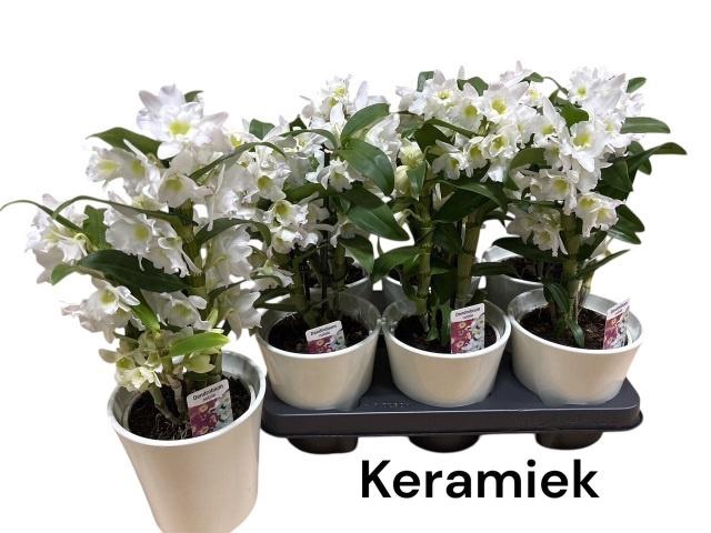 <h4>DEND NOBILE</h4>