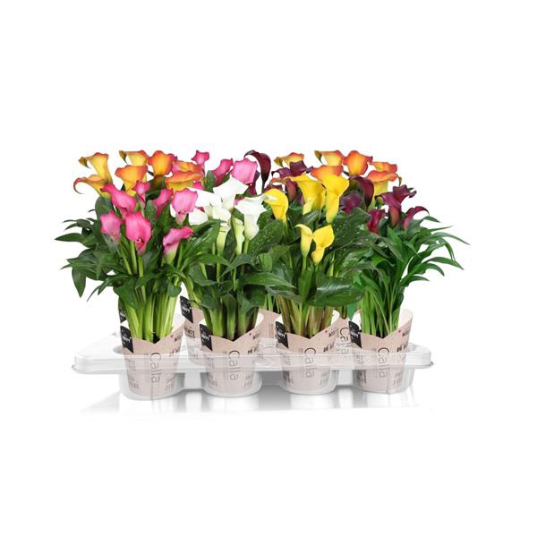 <h4>Zantedeschia gemengd SoHappyCalla mix met bruine gift potcover</h4>