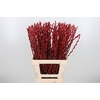 Salix Katjes Kl Bh Rood