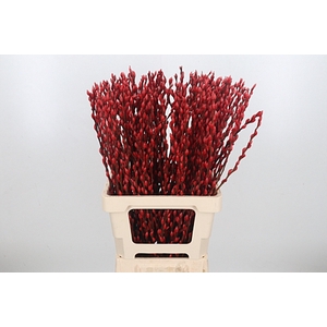 Salix Katjes Kl Bh Rood