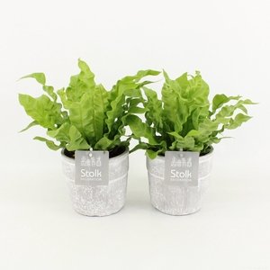 Asplenium Crispy Wave in Stone Look pot