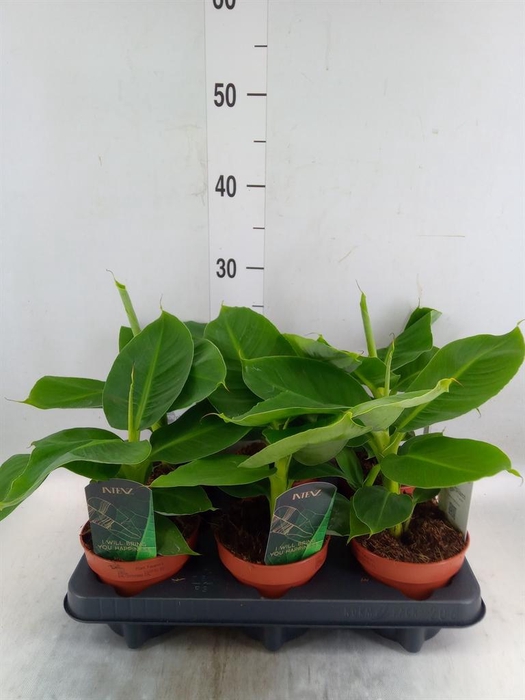 <h4>Musa 'Tropicana'</h4>