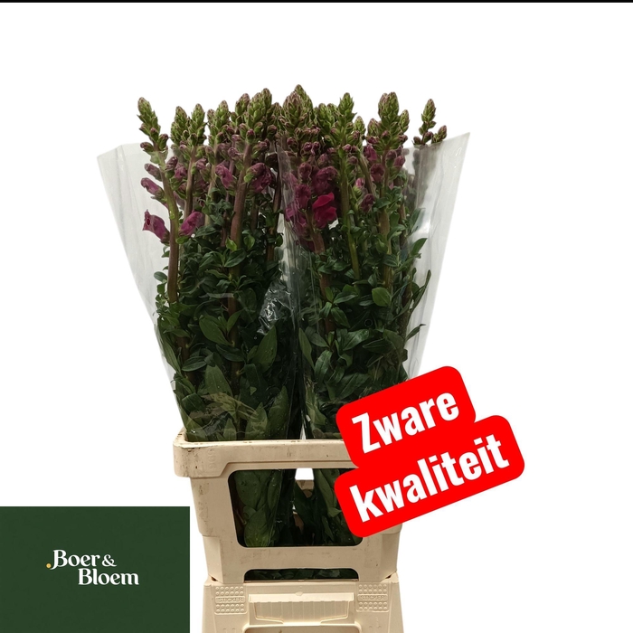 <h4>ANTIR POTO RED</h4>