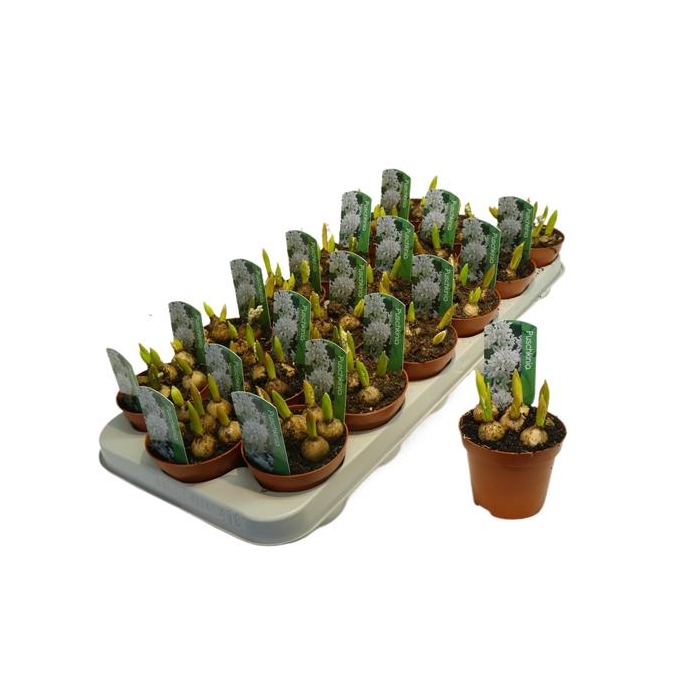 <h4>Puschkinia libanotica blauw/ wit</h4>