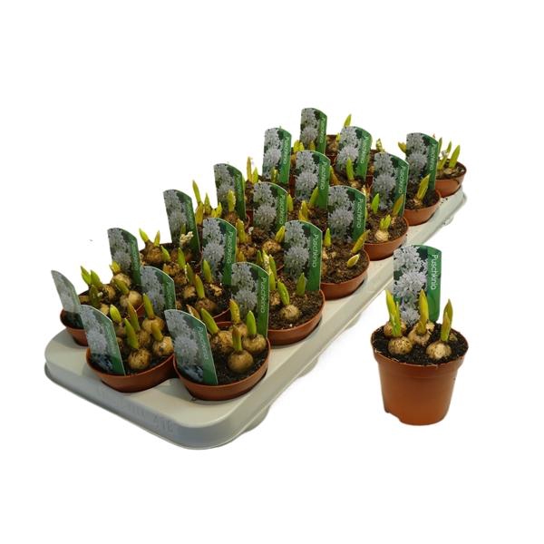 Puschkinia libanotica blauw/ wit