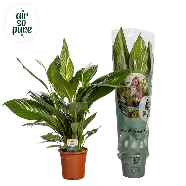 <h4>Spathiphyllum 'Bingo Cupido' ASP</h4>