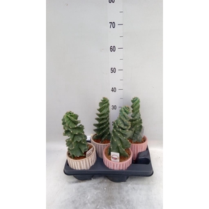 Cereus   ...