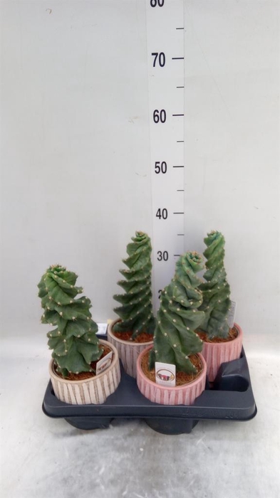 <h4>Cereus ...</h4>