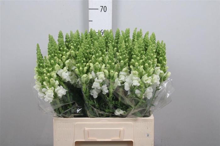<h4>Antir Antibes White</h4>
