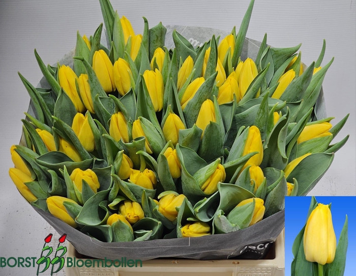 <h4>TU EN LIONS GLORY</h4>