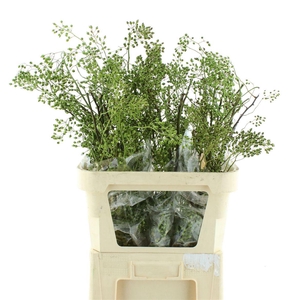 Rosa Corallo Green