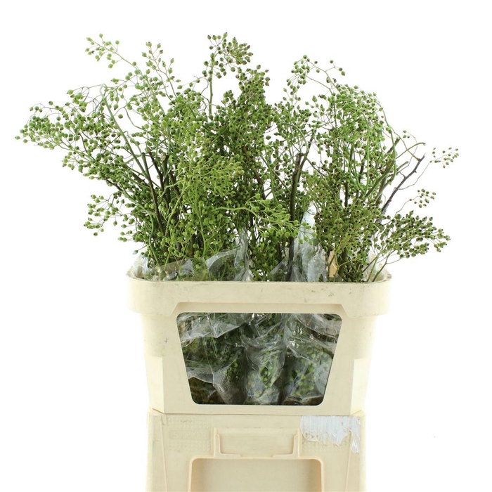 <h4>Rosa Corallo Green</h4>