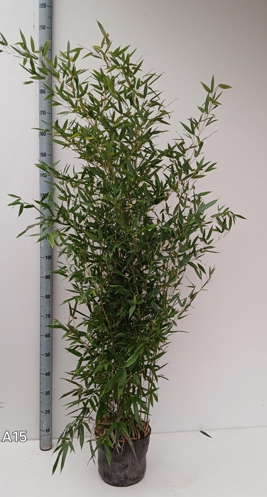 <h4>PHYLL AUREA</h4>