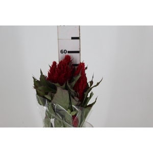 CELOSIA PLUMOSA CENTURY RED 050 CM