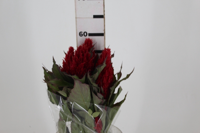 <h4>CELOSIA PLUMOSA CENTURY RED 050 CM</h4>