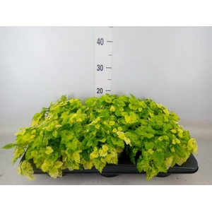 Tolmiea menziesii   ...variegated