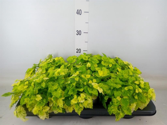 <h4>Tolmiea menziesii   ...variegated</h4>