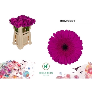 Germini Rhapsody Water x80