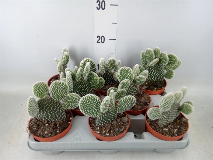 <h4>Opuntia microdasys 'Albispina'</h4>