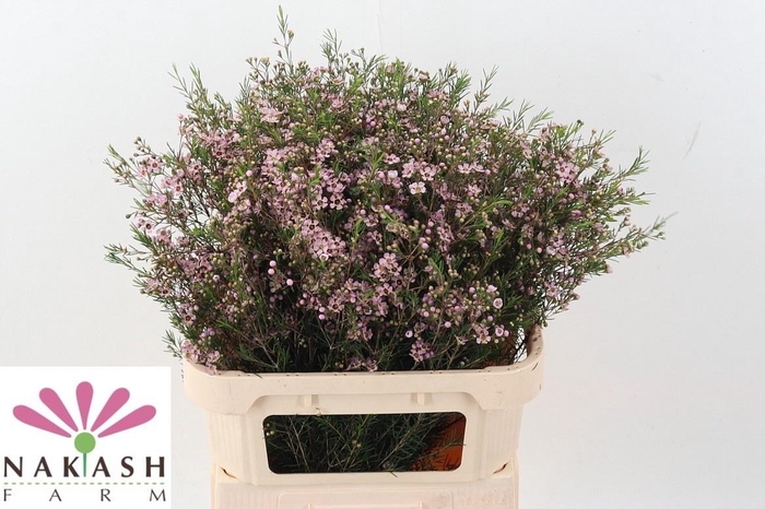 <h4>CHAME UN EARLY NIR</h4>