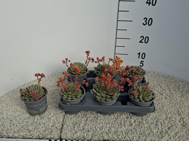 <h4>ECHEV DONDO</h4>