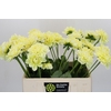 Dahlia Hilda Special