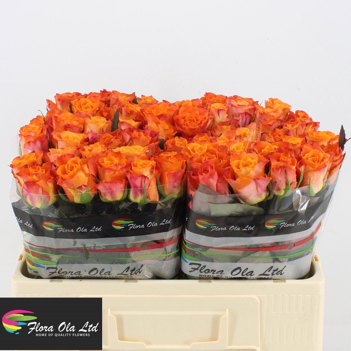 <h4>R GR MARIYO!</h4>