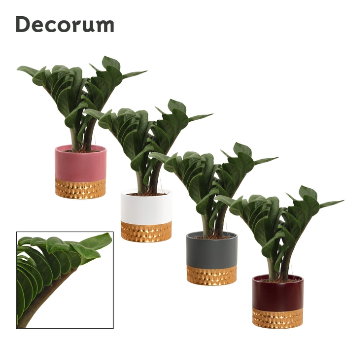 <h4>Zamioculcas Zenzi V-Leaf 9 cm Decorum, 2 veren in Frederique (Ri</h4>