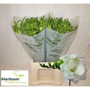 Freesia du Romantic White