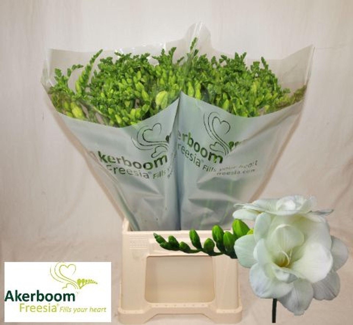 <h4>Freesia du Romantic White</h4>